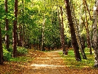 Alejka, Gdańsk, Ławeczki, Polska, Park Brzeźnieński im. J. J. Haffnera, Drzewa