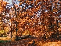Ławka, Mostek, Jesień, Rzeczka, Alejki, Park