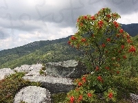 Kamienie, Azalia, Góry