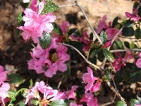 Rododendron, Azalia, Różowy