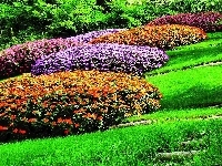 Różaneczniki, Park, Azalie japońskie