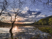 Łąka, Słońce, Drzewa, Bagna