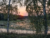 Drzewa, Bagna, Wschód słońca, Brzozy