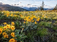 Drzewa, Kwiaty, Polana, Balsamorhiza, Łąka, Góry