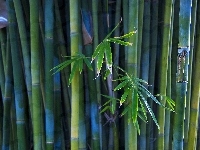 Bambus, Liście