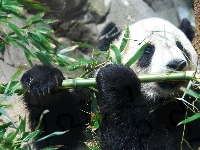 Bambus, Jedząca, Panda