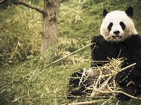 Bambus, Las, Panda