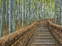 Bambusowe, Las, Drzewa, Schody