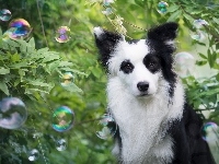 Bańki, Pies, Border collie, Zarośla