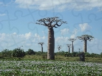 Baobab, Łąka