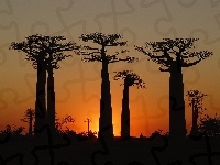 Baobab, Drzewa, Zachód Słońca