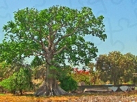 Baobab