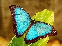 Motyl, Barwny, Morfo