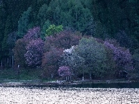 Barwy, Rzeka, Drzewa, Liści