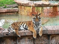 Basen, Tygrys, Bengalski, ZOO