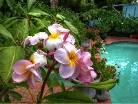 Basen, Ogród, Plumeria