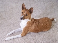 Basenji