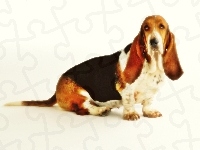 Basset