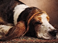 Basset