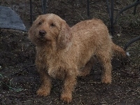 Basset Fauve de Bretagne