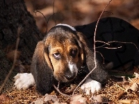 Patyki, Basset, Liście