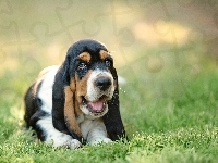 Basset hound, Łąka, Trawa, Szczeniak