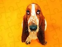 Basset