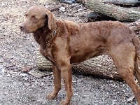 Chesapeake Bay retriever