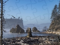 Stan Waszyngton, Wybrzeże, Drzewa, Ruby Beach, Stany Zjednoczone, Park Narodowy Olympic, Skały