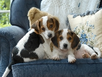 Beagle, Szczeniaki, Dwa