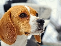 Beagle, Mordka