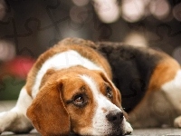 Beagle, Mordka