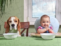 Beagle, Śmieszne, Dziecko, Pies, Jedzenie