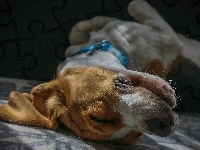 Beagle, Śpiący, Pies, Koc