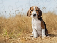 Pies, Siedzący, Szczeniak, Beagle