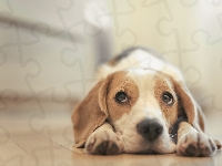 Beagle, Szczeniak, Pies