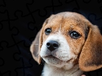 Beagle, Portret