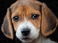 Beagle, Portret