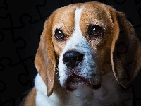 Beagle, Pies, Smutny