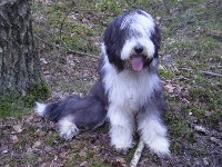 Bearded collie