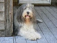 Duży, Bearded collie