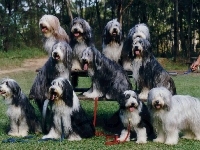 jedenaście, Bearded collie