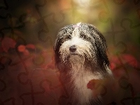 Jesień, Bearded collie, Rozmyte Tło, Pies, Głowa, Liście