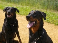 obroża, Beauceron, łańcuch