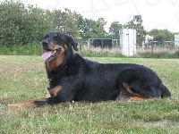 Beauceron