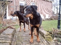 Beaucerony