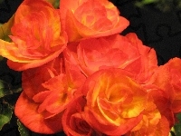 Begonia