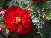 Begonia, Czerwona, Kwiat