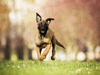 Szczeniak, Pies, Owczarek belgijski Malinois, Bieg