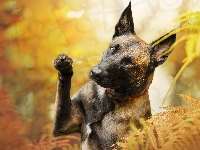 Owczarek belgijski Malinois, Paprocie, Pies